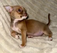 Feisty , a female Chihuahua for sale in Los Fresnos, TX – 2 of 6