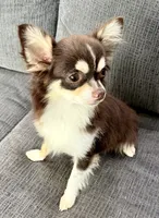 Coco long hair , a male Chihuahua for sale in Los Fresnos, TX – 3 of 7