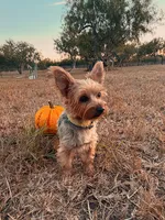 Brie, a female Yorkshire Terrier for sale in Los Fresnos, TX – 2 of 3