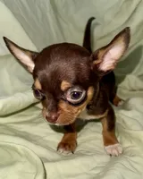 Shorty, a male Chihuahua for sale in Los Fresnos, TX – 4 of 4