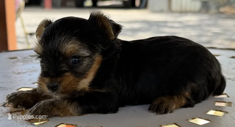 Tommy – Yorkshire Terrier puppy for sale in Los Fresnos, TX