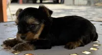 Tommy, a male Yorkshire Terrier for sale in Los Fresnos, TX – 1 of 1
