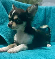 Coco long hair , a male Chihuahua for sale in Los Fresnos, TX – 3 of 10
