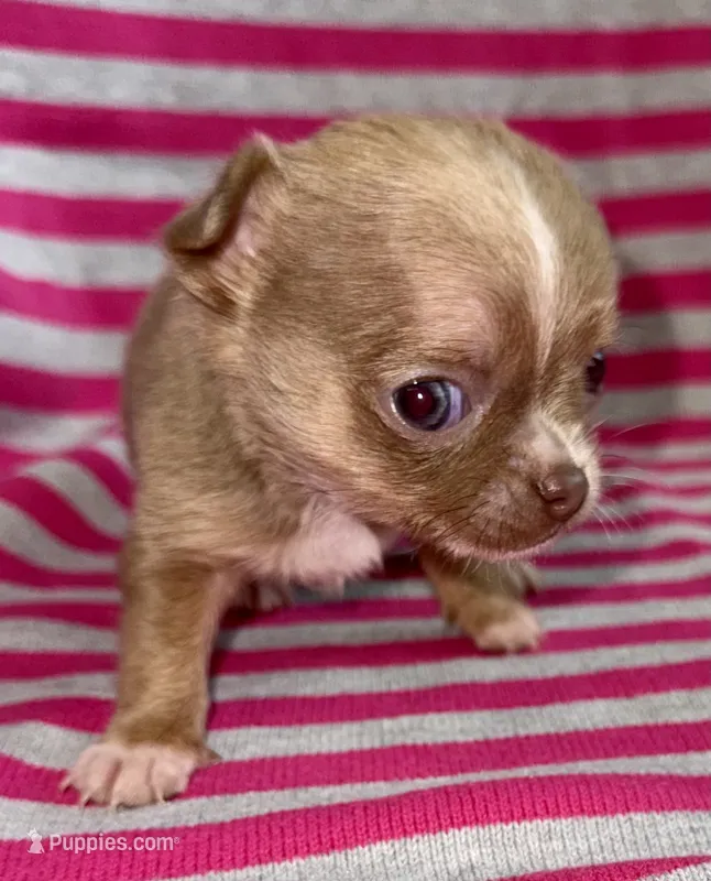 Lilac  – Chihuahua puppy for sale in Los Fresnos, TX