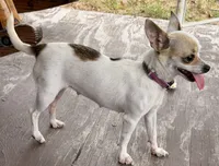 Willow , a female Chihuahua for sale in Los Fresnos, TX – 2 of 2