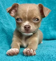 Feisty , a female Chihuahua for sale in Los Fresnos, TX – 3 of 6