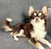 Coco long hair , a male Chihuahua for sale in Los Fresnos, TX – 5 of 7