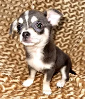 Eleanor blue tri, a female Chihuahua for sale in Los Fresnos, TX – 3 of 6