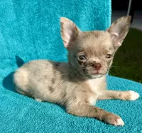 Merle , a male Chihuahua for sale in Los Fresnos, TX – 3 of 4