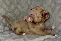 Merle , a male Chihuahua for sale in Los Fresnos, TX – 6 of 8