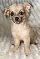 May long hair , a female Chihuahua for sale in Los Fresnos, TX – 2 of 4