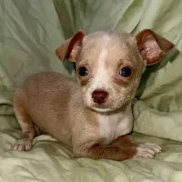 Biggy , a male Chihuahua for sale in Los Fresnos, TX – 3 of 5