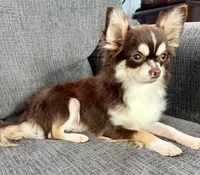 Coco long hair , a male Chihuahua for sale in Los Fresnos, TX – 6 of 7
