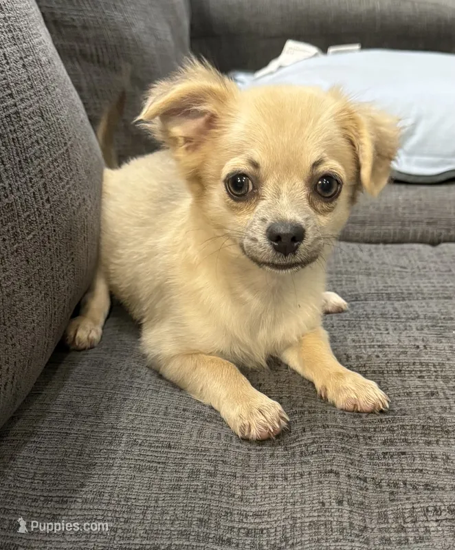 May long hair  – Chihuahua puppy for sale in Los Fresnos, TX