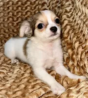 Cookie long hair , a female Chihuahua for sale in Los Fresnos, TX – 3 of 3