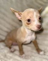 Biggy , a male Chihuahua for sale in Los Fresnos, TX – 3 of 3