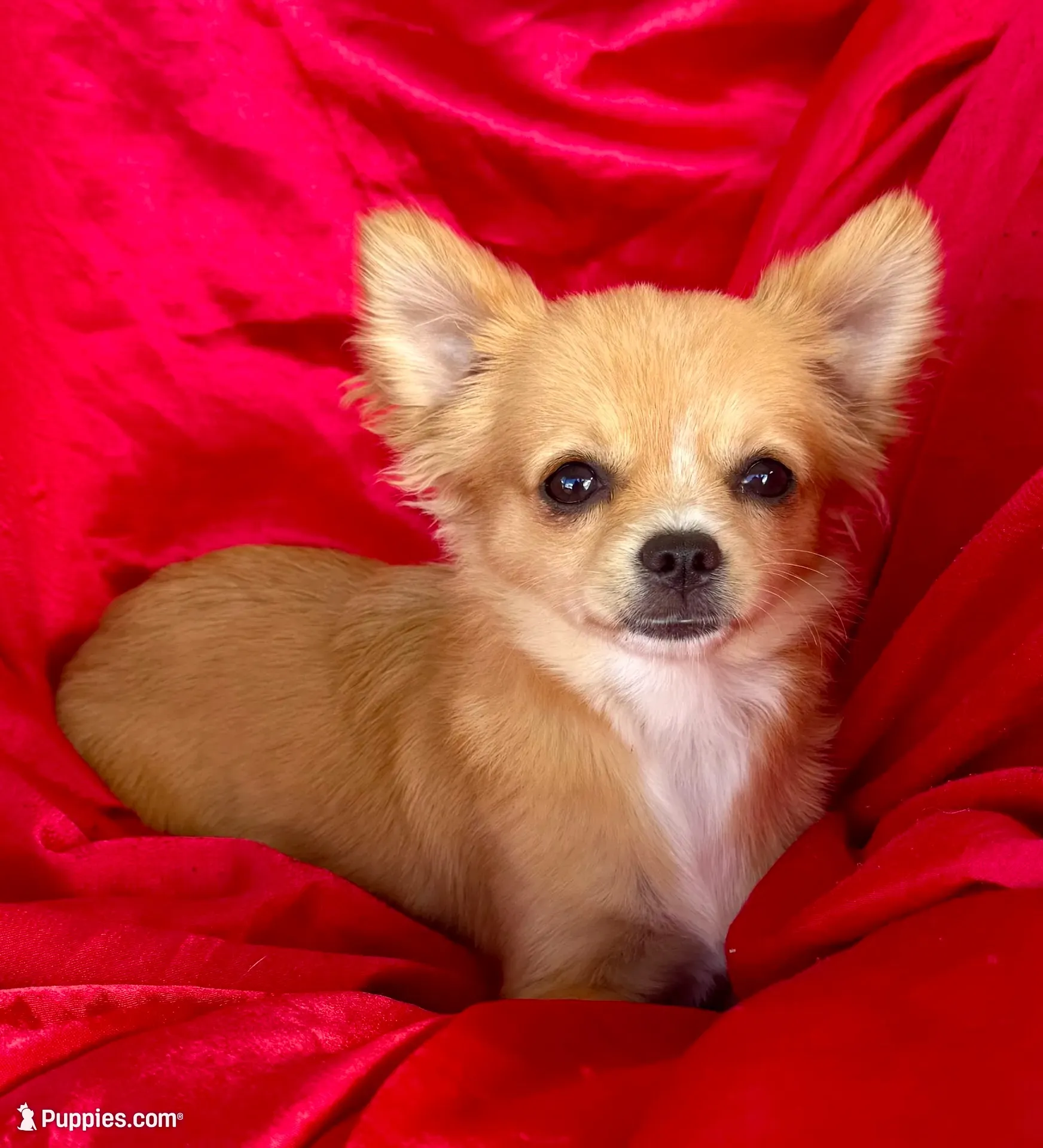 Rose Long hair Apple head , a female Chihuahua for sale in Los Fresnos, TX – 2 of 5