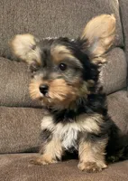 Jerry , a male Yorkshire Terrier for sale in Los Fresnos, TX – 3 of 3