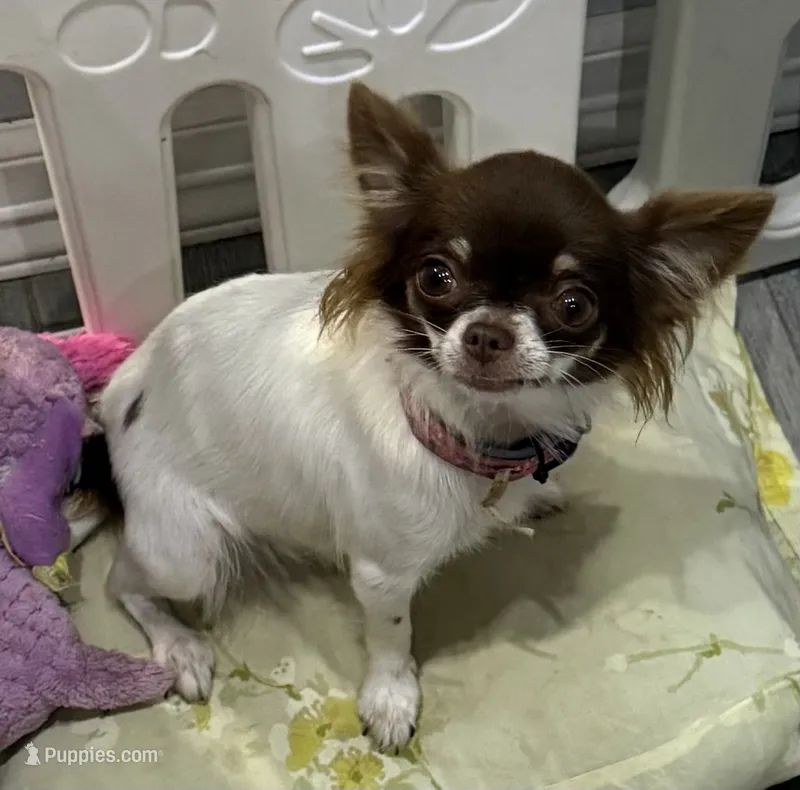 Isla teacup – Chihuahua puppy for sale in Los Fresnos, TX