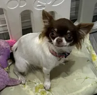 Isla teacup, a female Chihuahua for sale in Los Fresnos, TX – 1 of 4