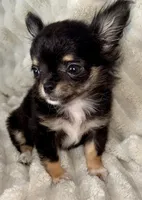 Teacup longhair Apple head, a male Chihuahua for sale in Los Fresnos, TX – 2 of 7