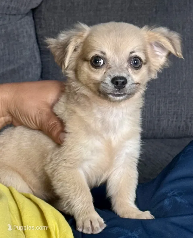 May long hair  – Chihuahua puppy for sale in Los Fresnos, TX