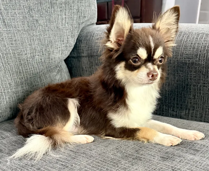 Coco long hair  – Chihuahua puppy for sale in Los Fresnos, TX