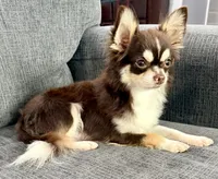 Coco long hair , a male Chihuahua for sale in Los Fresnos, TX – 1 of 7