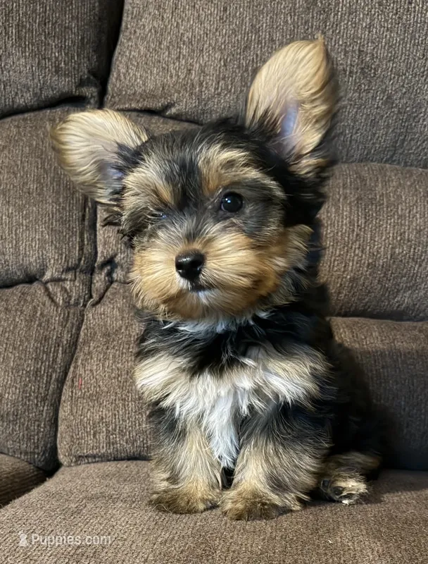 Jerry  – Yorkshire Terrier puppy for sale in Los Fresnos, TX