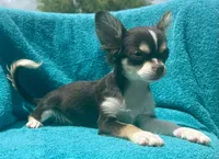 Coco long hair , a male Chihuahua for sale in Los Fresnos, TX – 9 of 10