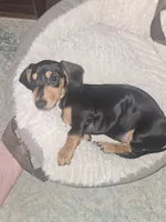 Sammie , a male Miniature Dachshund for sale in Conyers, GA – 1 of 4
