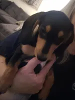 Sammie , a male Miniature Dachshund for sale in Conyers, GA – 2 of 4
