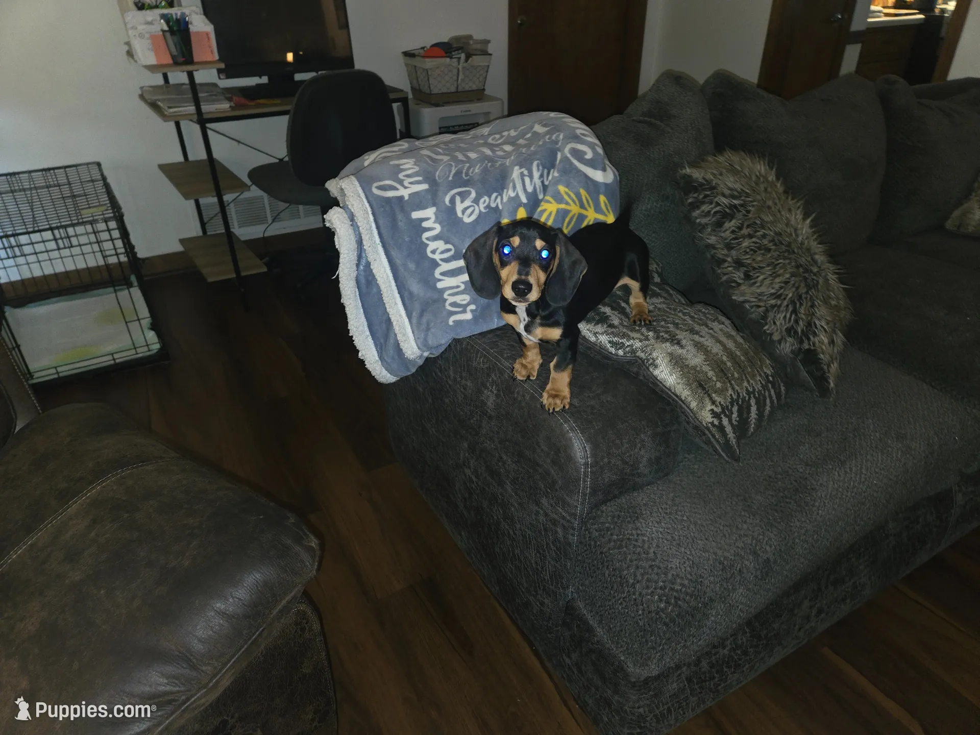 Sammie, a male Miniature Dachshund for sale in Conyers, GA – 3 of 4