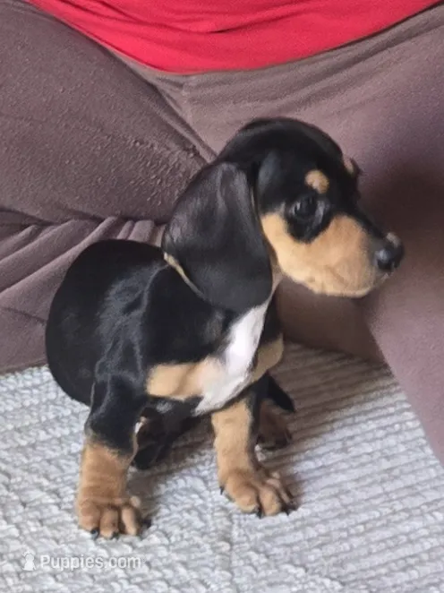 Sammie – Miniature Dachshund puppy for sale in Conyers, GA
