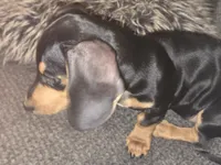 Sammie, a male Miniature Dachshund for sale in Conyers, GA – 2 of 4