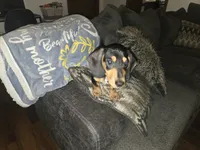 Sammie, a male Miniature Dachshund for sale in Conyers, GA – 4 of 4