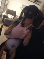 Sammie , a male Miniature Dachshund for sale in Conyers, GA – 4 of 4