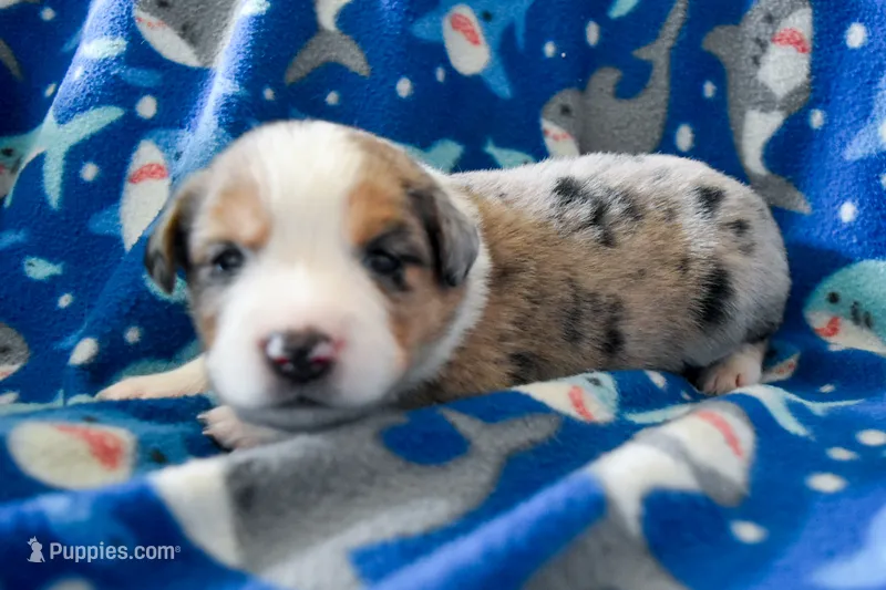 Boy 5 – Miniature Australian Shepherd puppy for sale in Brooklyn, MD