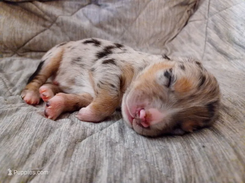 Boy 4 – Miniature Australian Shepherd puppy for sale in Brooklyn, MD