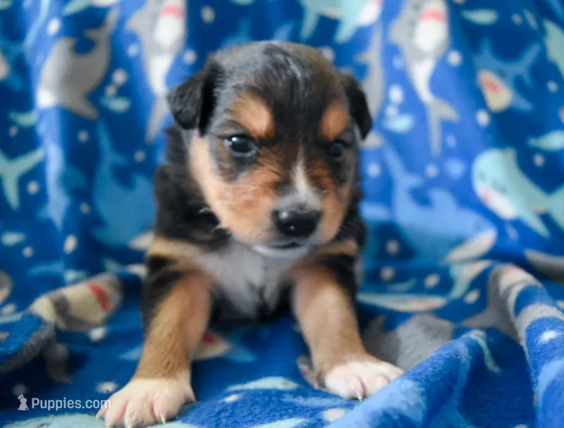 Boy 2 – Miniature Australian Shepherd puppy for sale in Brooklyn, MD