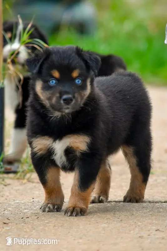 Girl 1 – Miniature Australian Shepherd puppy for sale in Brooklyn, MD