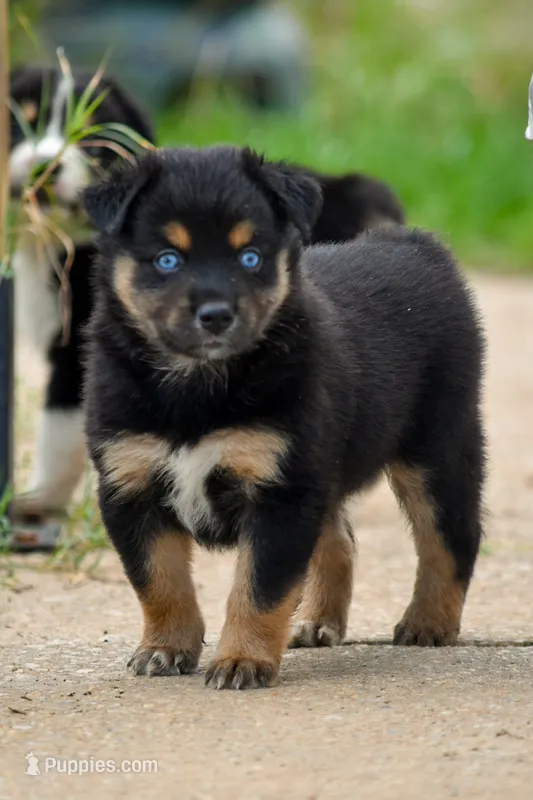 Girl 1 – Miniature Australian Shepherd puppy for sale in Brooklyn, MD