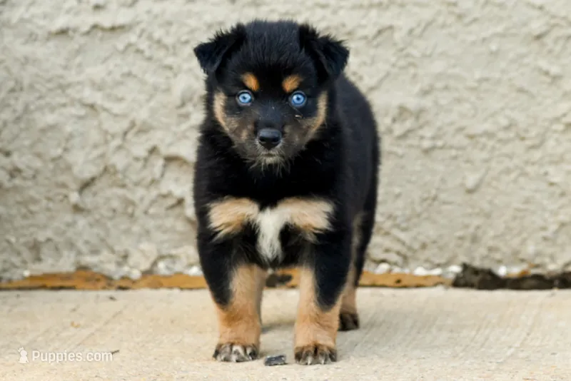Girl 1 – Miniature Australian Shepherd puppy for sale in Brooklyn, MD