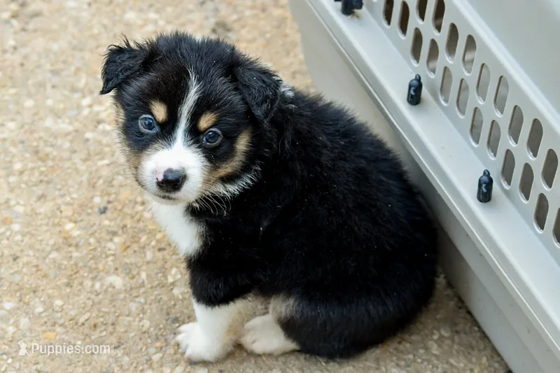 Boy 3 – Miniature Australian Shepherd puppy for sale in Brooklyn, MD