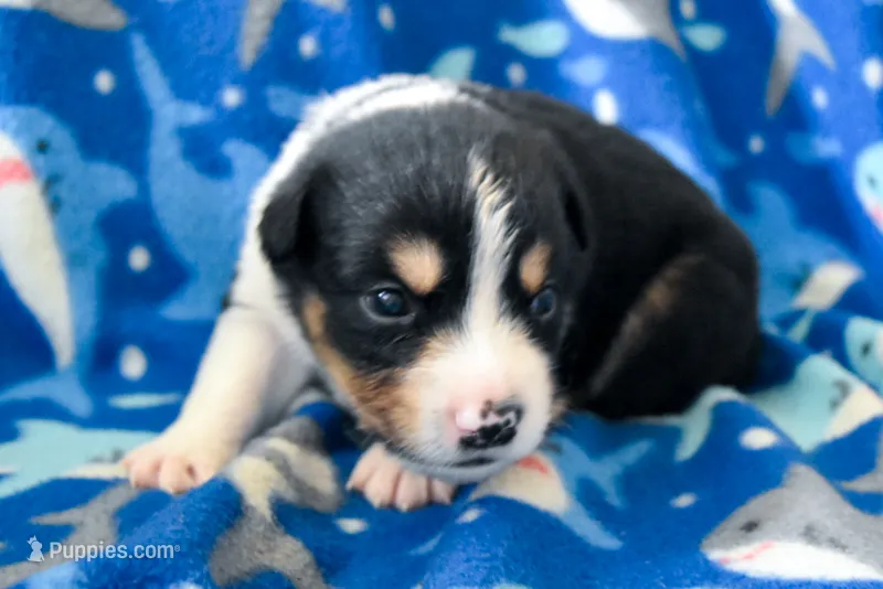 Boy 3 – Miniature Australian Shepherd puppy for sale in Brooklyn, MD