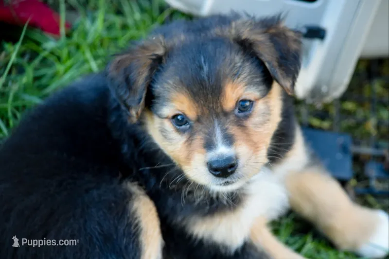 Boy 2 – Miniature Australian Shepherd puppy for sale in Brooklyn, MD