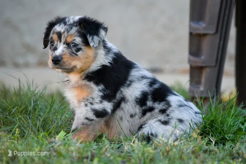 Boy 1 – Miniature Australian Shepherd puppy for sale in Brooklyn, MD