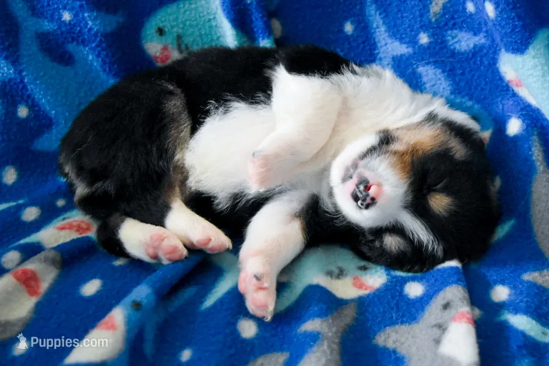 Boy 3 – Miniature Australian Shepherd puppy for sale in Brooklyn, MD