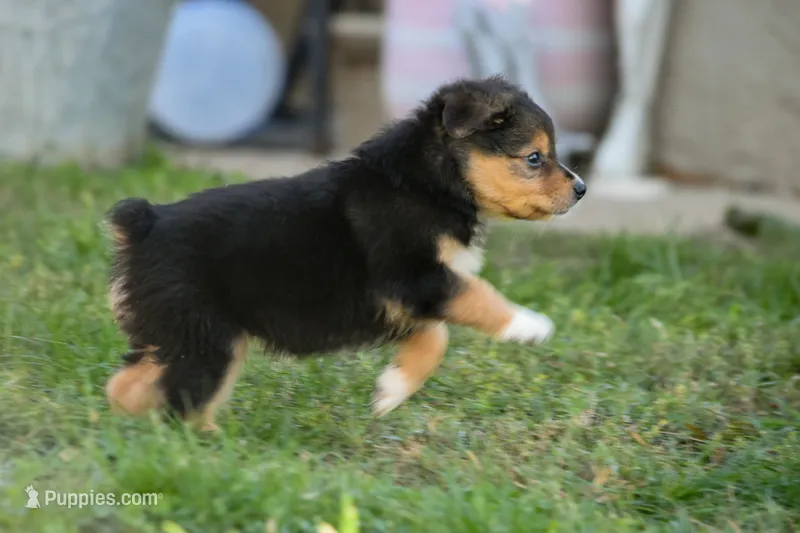 Boy 2 – Miniature Australian Shepherd puppy for sale in Brooklyn, MD