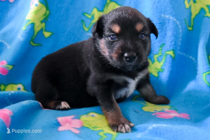 Girl 1 – Miniature Australian Shepherd puppy for sale in Brooklyn, MD